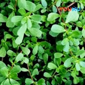 入秋后这菜要常吃，它是养肝高手，一周吃3次，清肝排毒又护眼，价值不容小觑！
